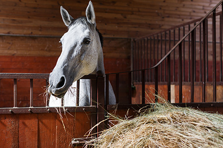 Livestock Supply